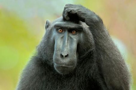 confused-monkey