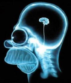 polls_Homer_20Brain_4332_718801_answer_2_xlarge